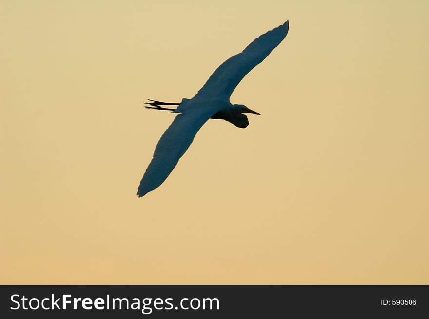 A Heron Flying