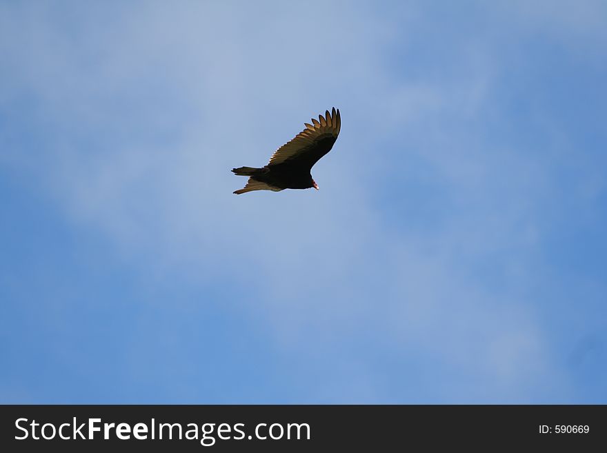 Turkey Vulture Flying over California