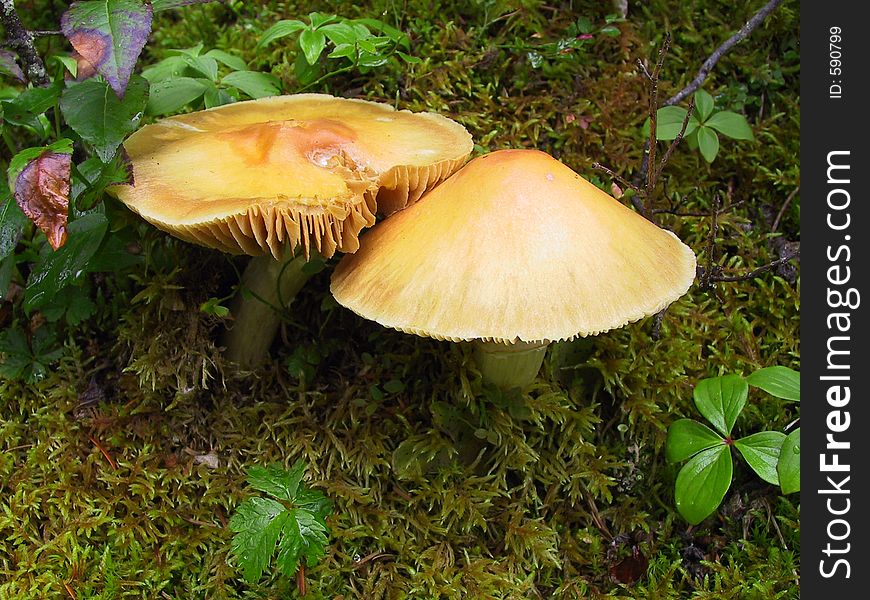 A Pair of Orange Mushrooms