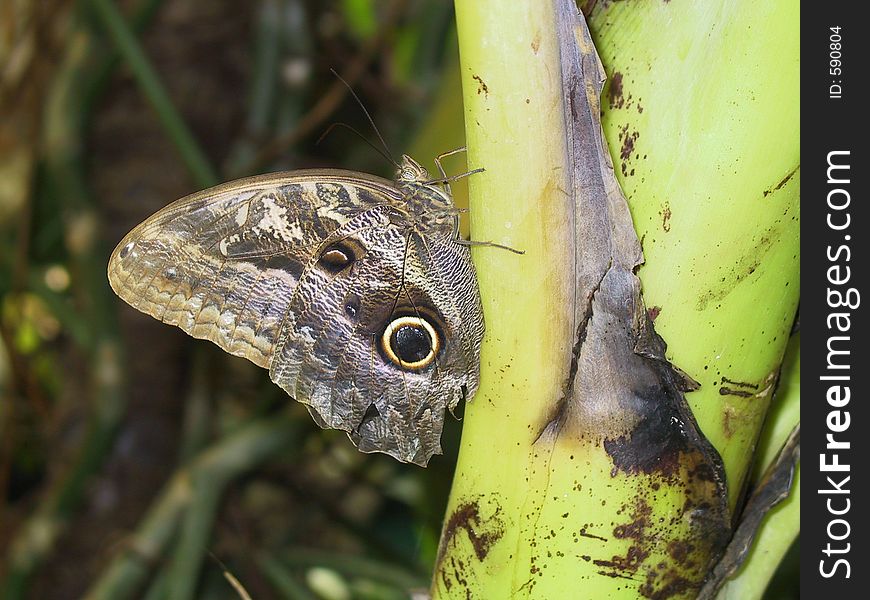 Owl Butterfly in Austria conservatory