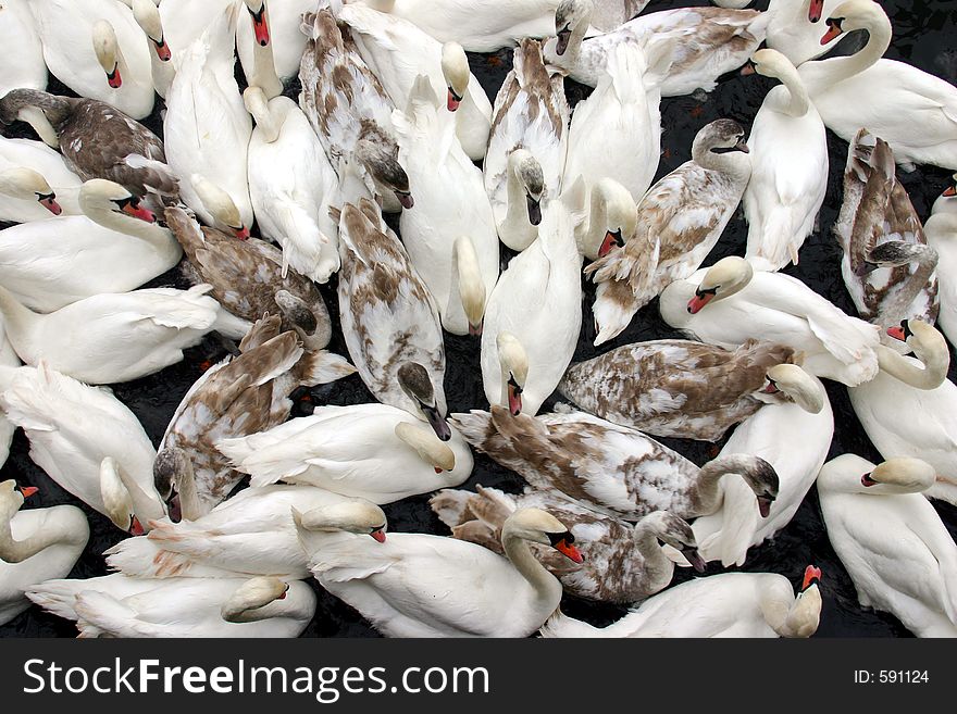 Mass of swans