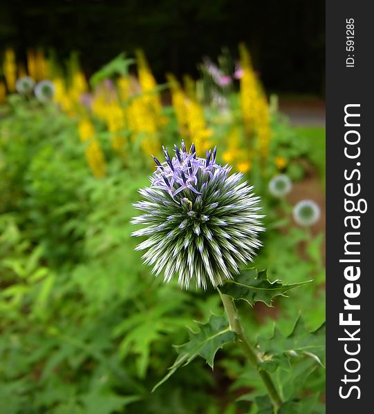 Thistle detail in the garden