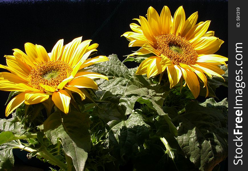 Sunflowers in august in the botanic garden of Munich