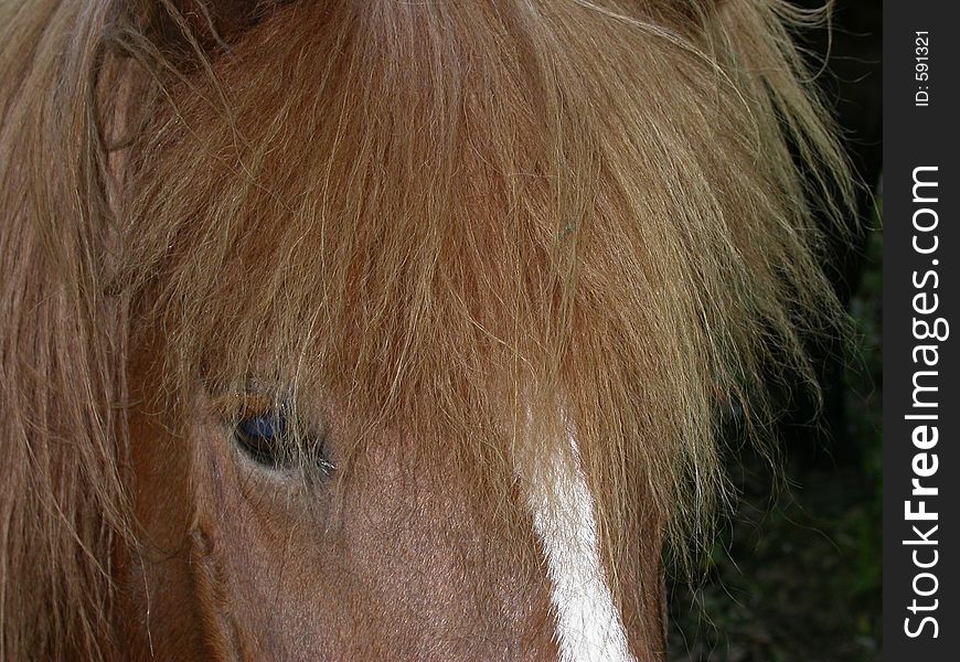 Head of a hairy brown horse. Head of a hairy brown horse