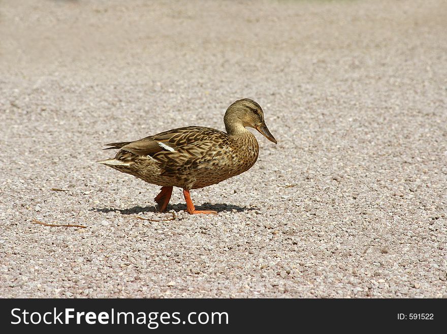 Walking duck. Walking duck
