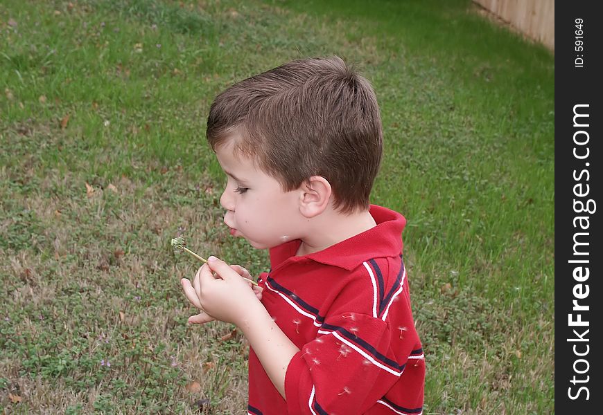 A yong boy blowing on a dandelion flower seed pod (blow flower). A yong boy blowing on a dandelion flower seed pod (blow flower).