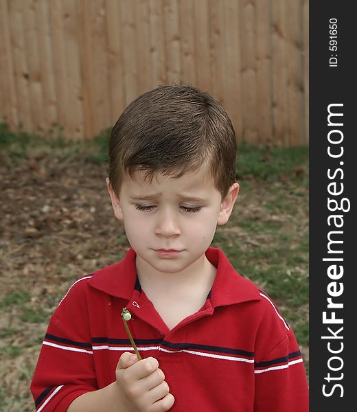 A young boy unhappy because there are no more seeds to blow off of a dandelion flower seed pod (blow flower). A young boy unhappy because there are no more seeds to blow off of a dandelion flower seed pod (blow flower).