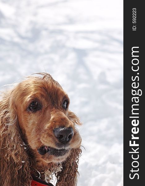 English cocker spaniel having fun in the snow. Metering on the fur, snow is pure white and overexposed. English cocker spaniel having fun in the snow. Metering on the fur, snow is pure white and overexposed.