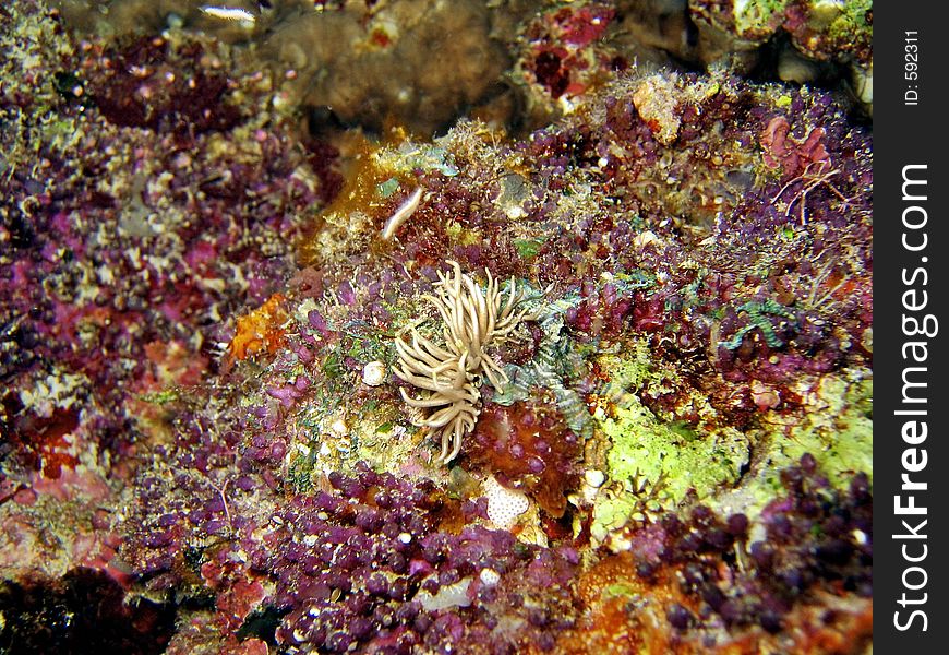 Nudibranch species. Nudibranch species