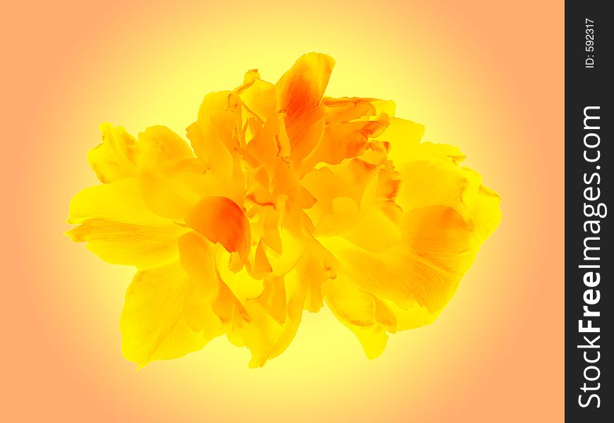 Beautiful yellow and orange double tulip on the tender peach background