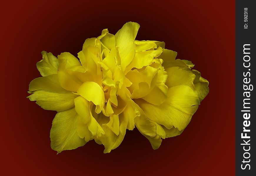Beautiful yellow double tulip isolated on dark red background