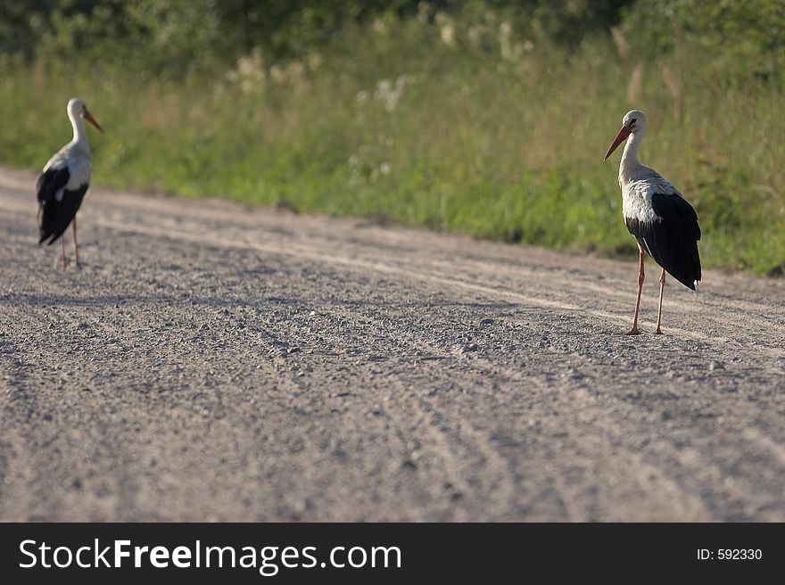 Two storks on the way