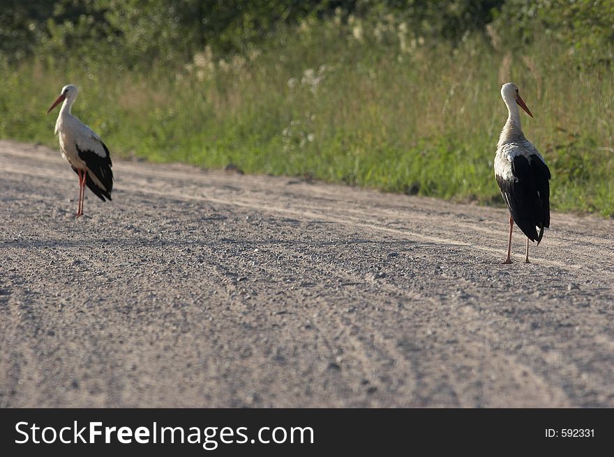 Two storks on the way