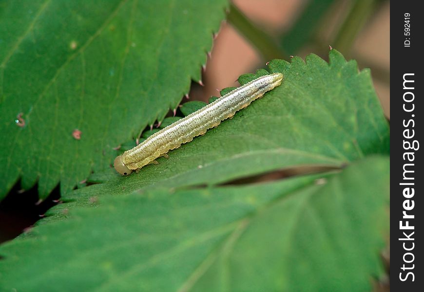 Larvae an insect from group Hymenoptera, suborder Symphyta. The photo is made in Moscow areas (Russia). Original date/time: 2004:09:02 14:20:11. Larvae an insect from group Hymenoptera, suborder Symphyta. The photo is made in Moscow areas (Russia). Original date/time: 2004:09:02 14:20:11.