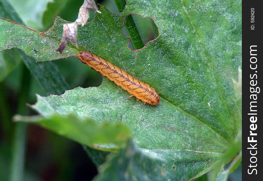 Larvae an insect from group Hymenoptera, suborder Symphyta. The photo is made in Moscow areas (Russia). Original date/time: 2004:09:02 15:46:08. Larvae an insect from group Hymenoptera, suborder Symphyta. The photo is made in Moscow areas (Russia). Original date/time: 2004:09:02 15:46:08.