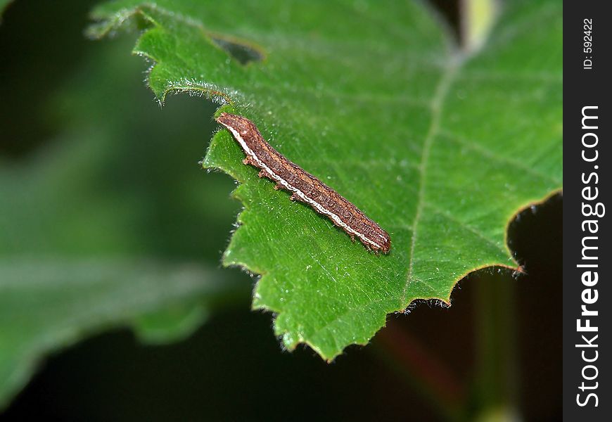 Caterpillar of the butterfly of family Geometridae.