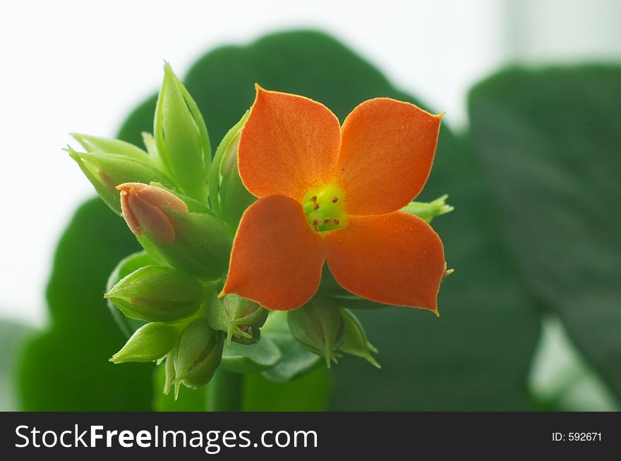 Flower of red Kalanchoe. Flower of red Kalanchoe