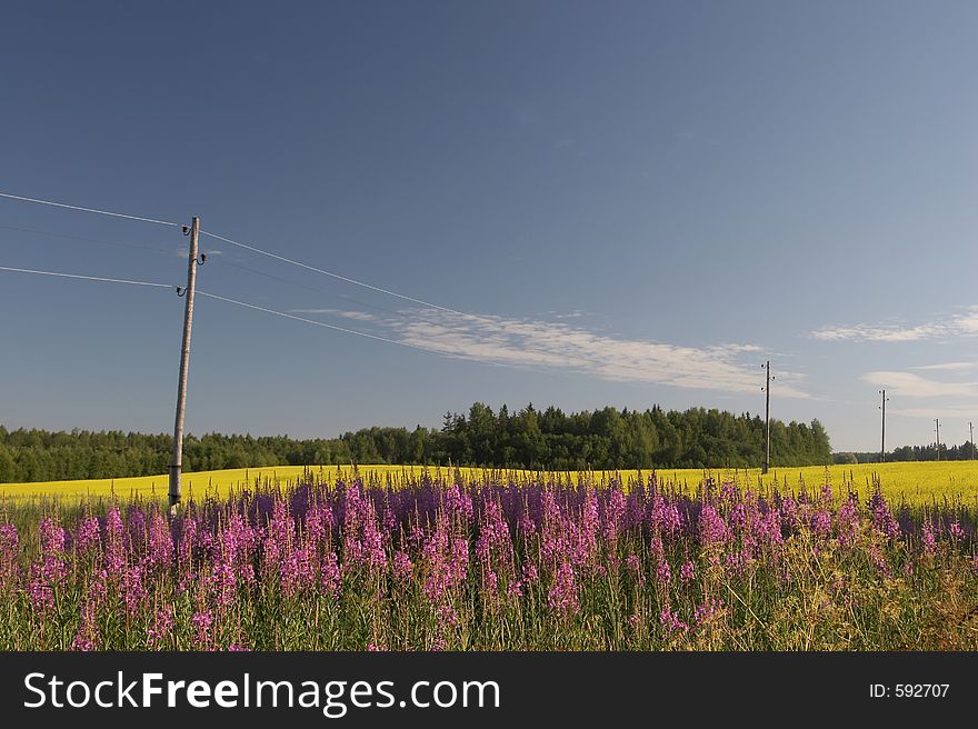 Field With Yelow And Violet Flowers