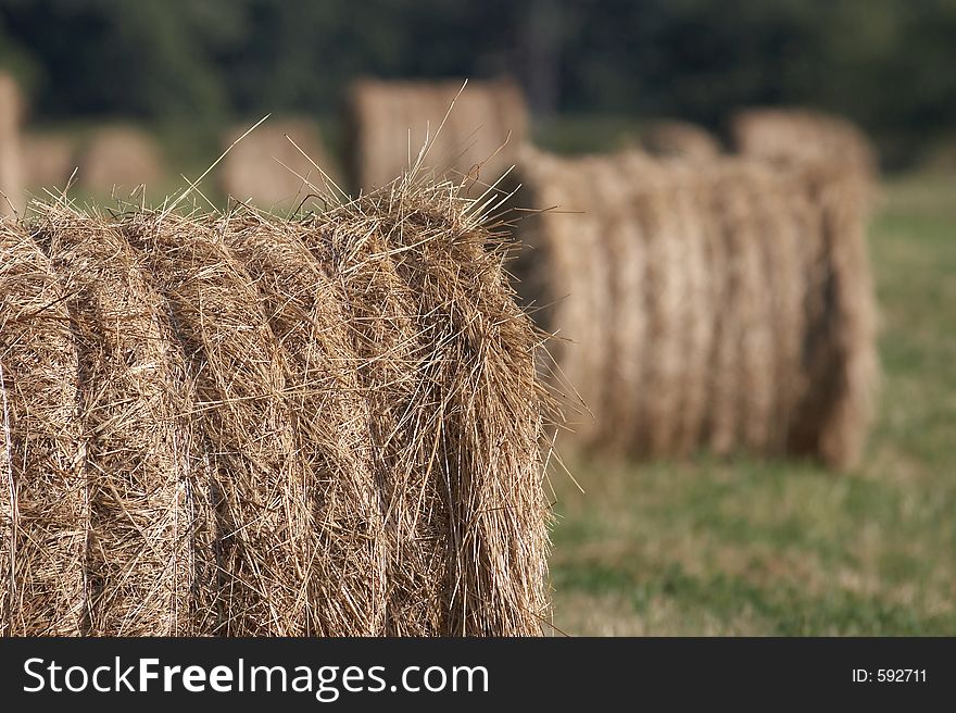 Harvested Rolls Of Hay