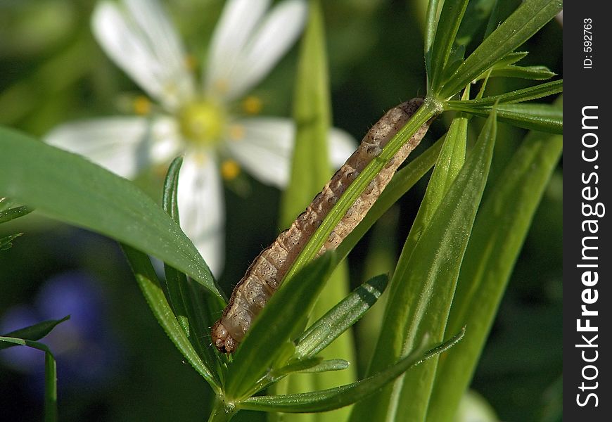 A caterpillar of the butterfly of family Noctidae. Length of a body about 26 mm. The photo is made in Moscow areas (Russia). Original date/time: 2004:06:07 09:28:44.