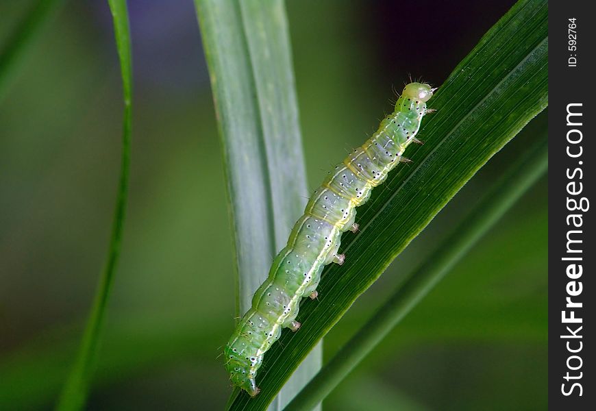 A caterpillar of the butterfly of family Noctidae. Length of a body about 26 mm. The photo is made in Moscow areas (Russia). Original date/time: 2004:06:23 10:45:13.