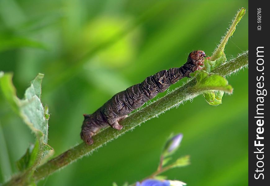A caterpillar of the butterfly of family Geometridae. Length of a body about 26 mm. The photo is made in Moscow areas (Russia). Original date/time: 2004:06:23 11:15:45.