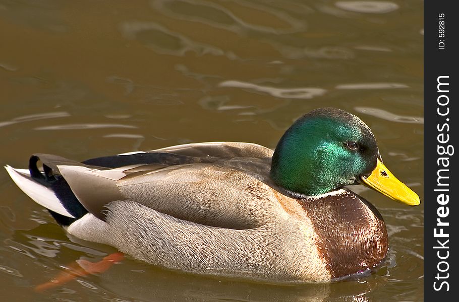 Detailed close-up of wonderfully colored Mallard duck.