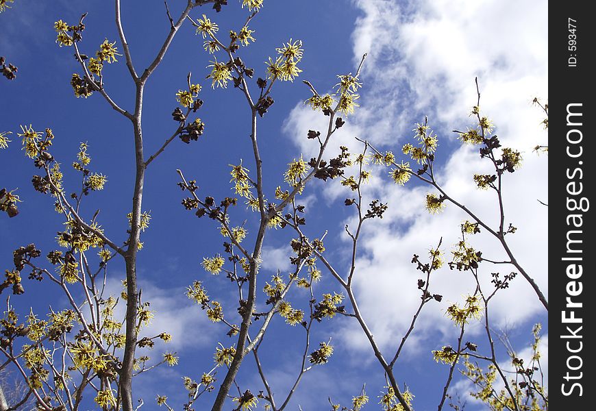 Yellow witchhazel with cloudy sky