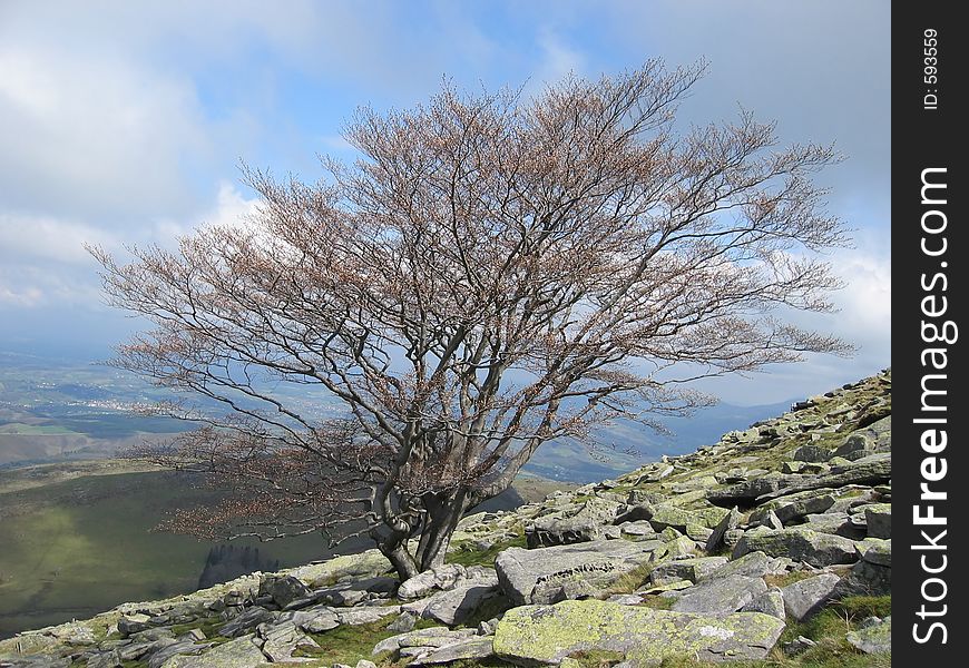 A tree in the top of very high mountain. A tree in the top of very high mountain