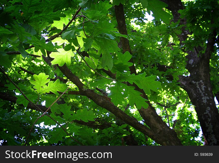 A leafy tree
