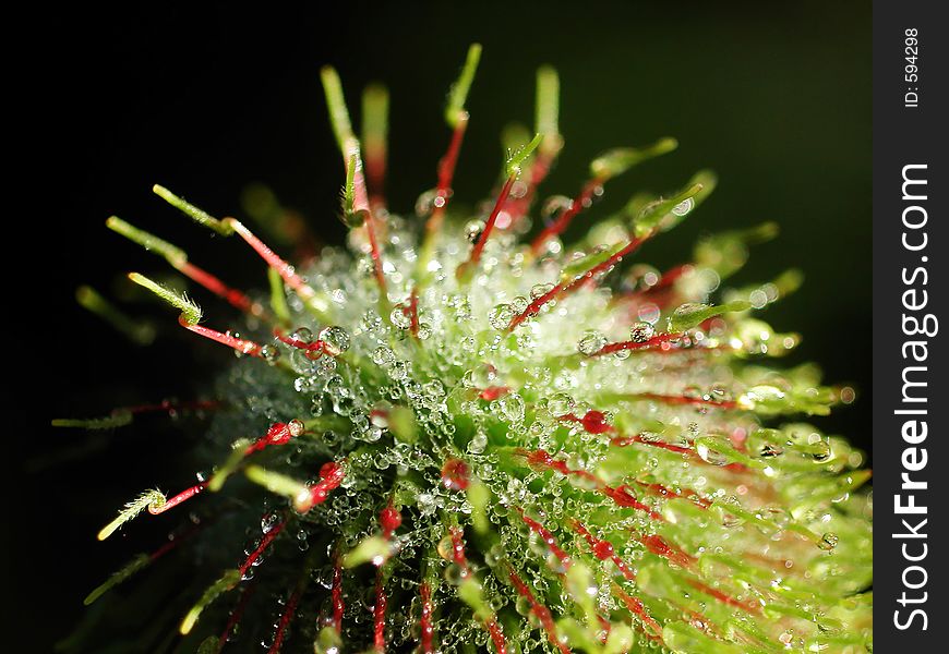The early-dew on the plant at black background