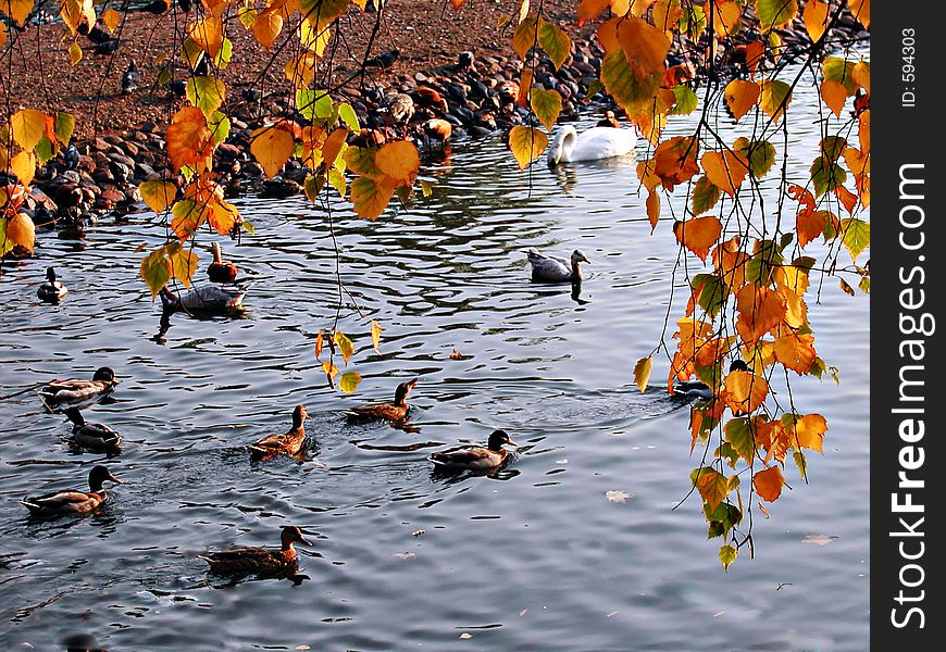 Birds in the autumn pond. Birds in the autumn pond