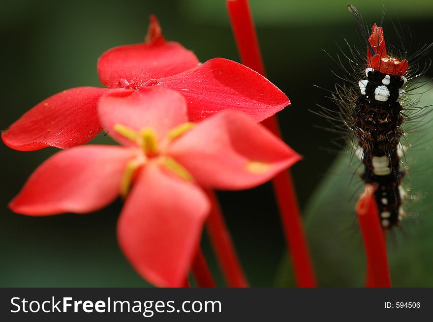 Caterpillar on flower