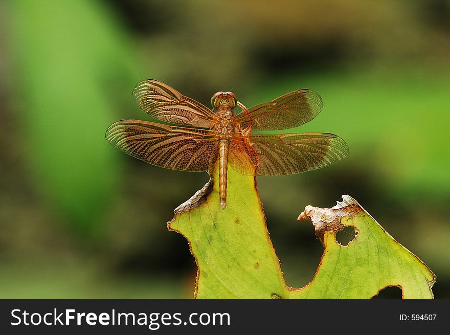Golden dragonfly on leaf