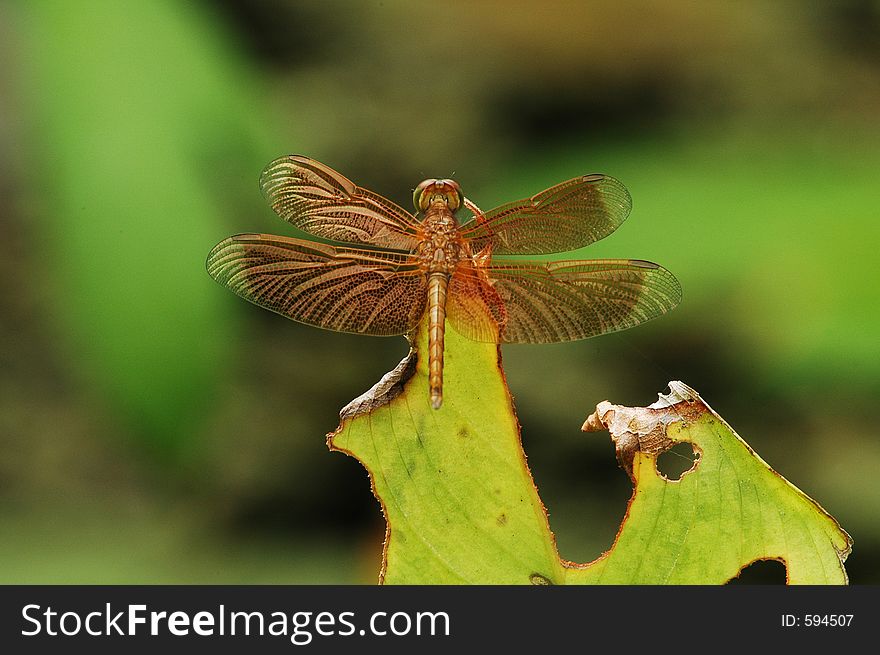 Golden Dragonfly On Leaf