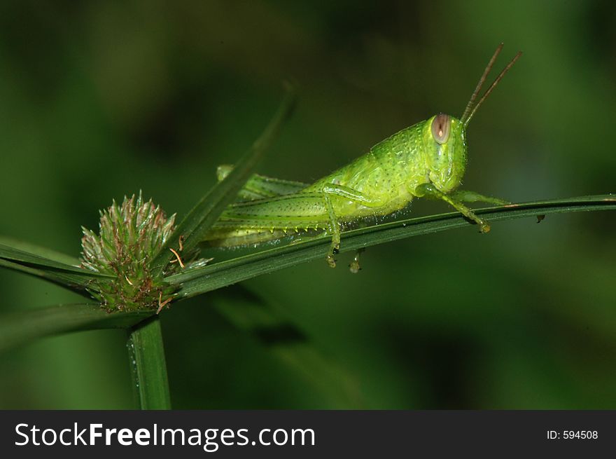 Grasshopper resting on a stalk of grass. Grasshopper resting on a stalk of grass