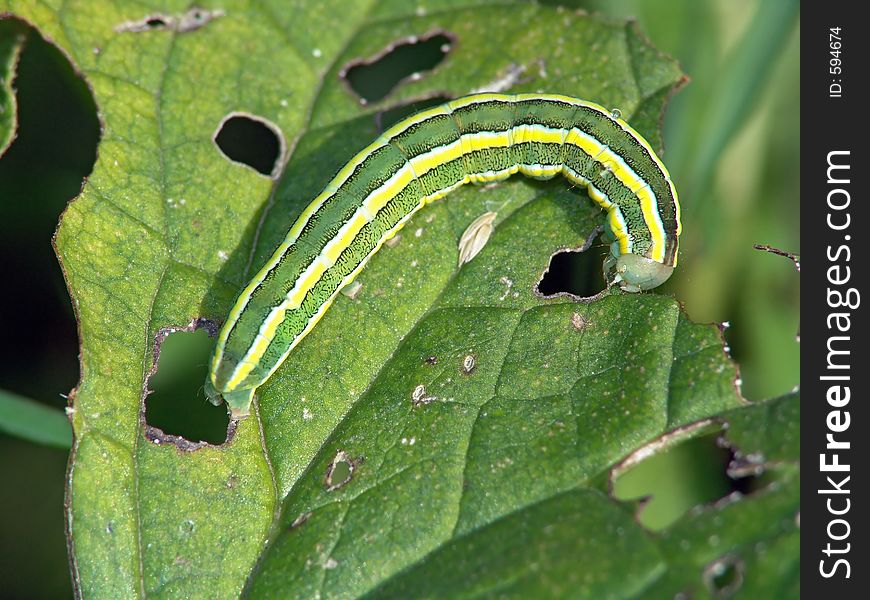 Caterpillar Of Butterfly Vavestra Pisi.