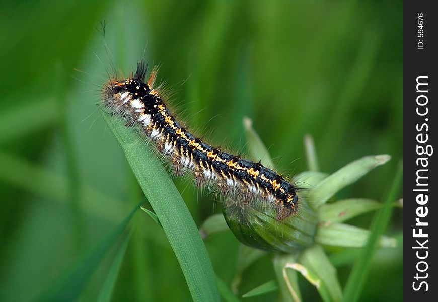 Caterpillar Of Butterfly Euthrix Potatoria.