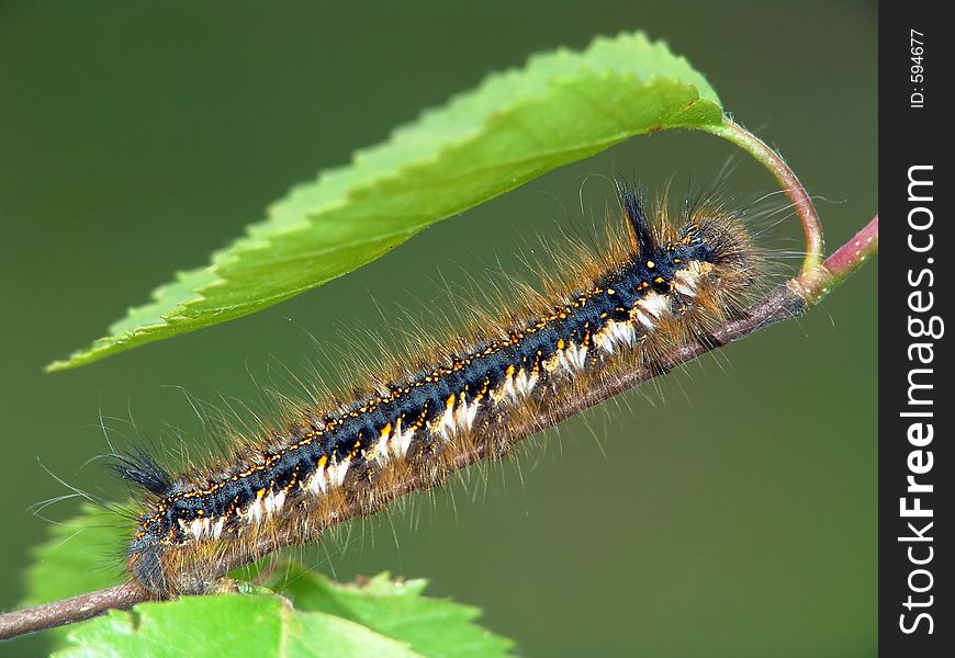 Caterpillar of butterfly Euthrix potatoria.