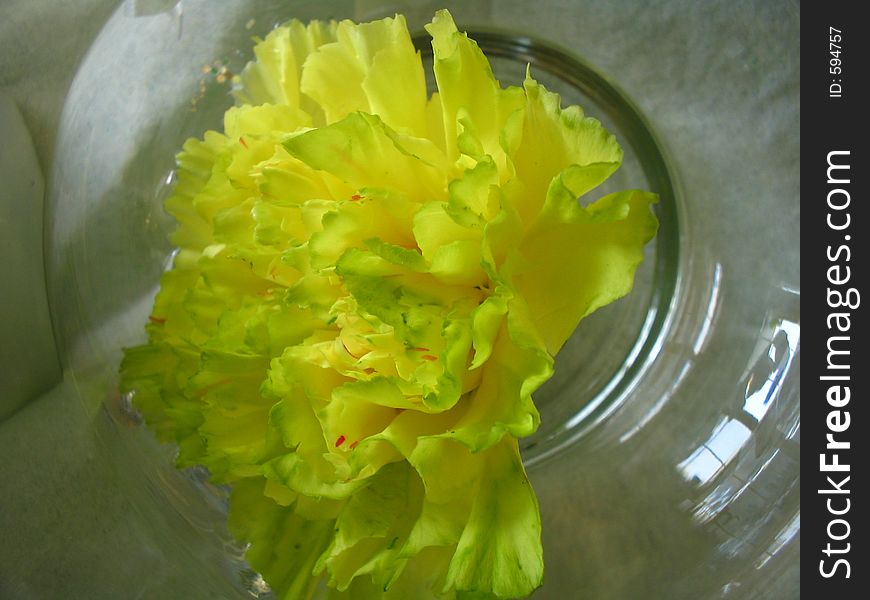 Very close-up (macro) of a single flower in a bud vase. Very close-up (macro) of a single flower in a bud vase.