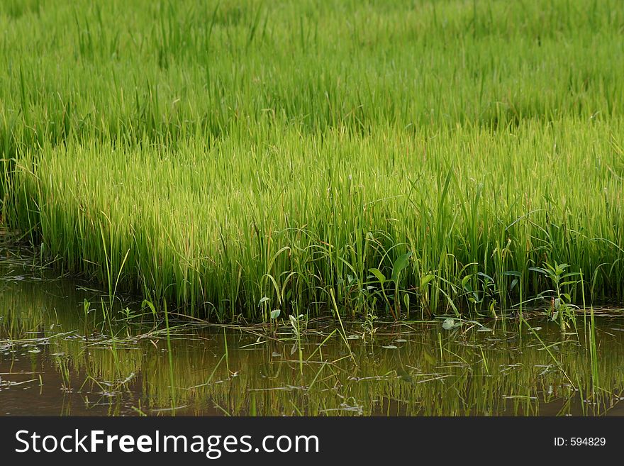 Ricefield. Ricefield