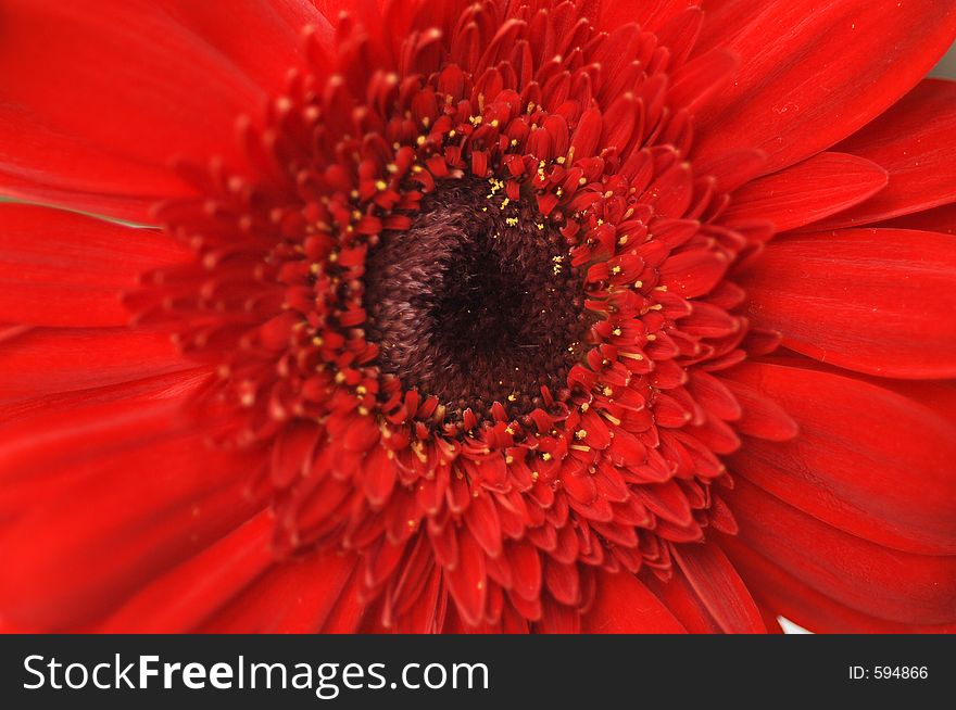 Close up of a red daisy - centre portion