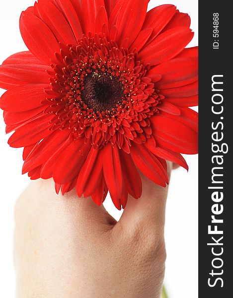 Hand Holding Red Daisy