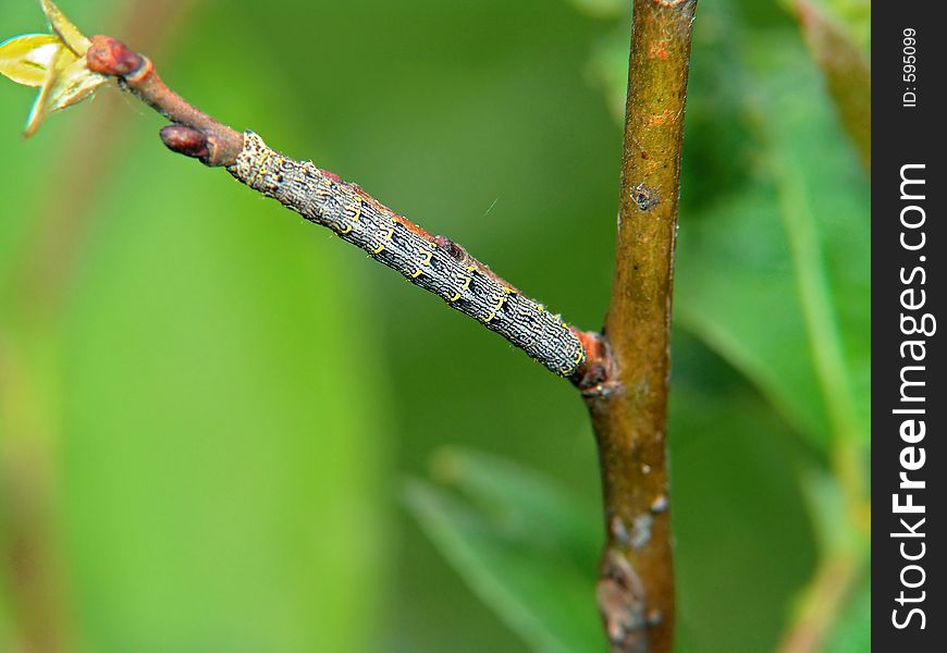 Caterpillar of the butterfly of family Geometridae.