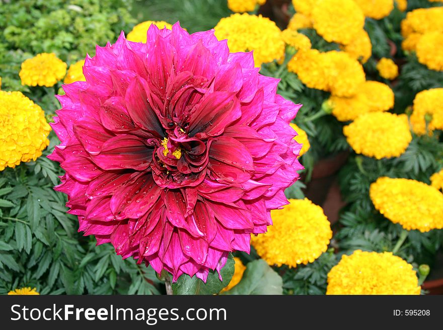 Dahlia and marigold flower blossoms, india. Dahlia and marigold flower blossoms, india