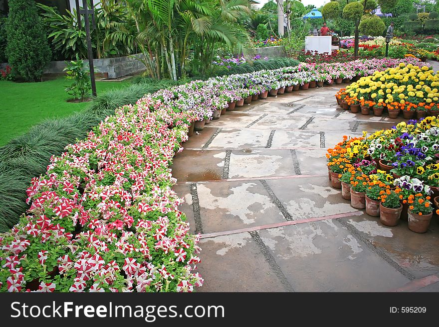 Flower blossom in spring, india. Flower blossom in spring, india