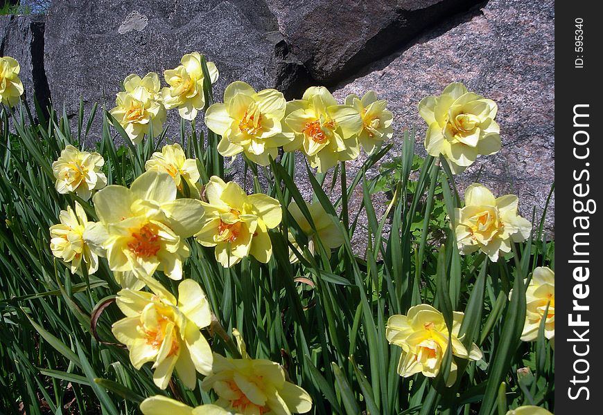 Yellow flowers in the park. Yellow flowers in the park