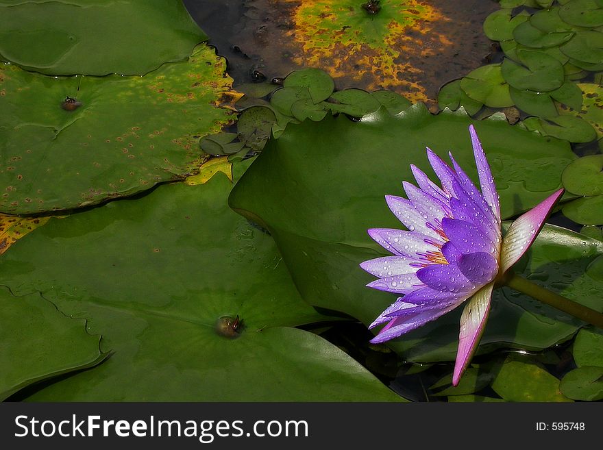 Purple water lily in a pond of leaves