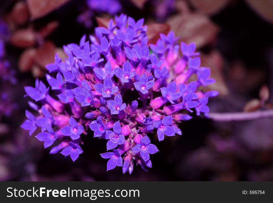 Tiny Blue Flowers