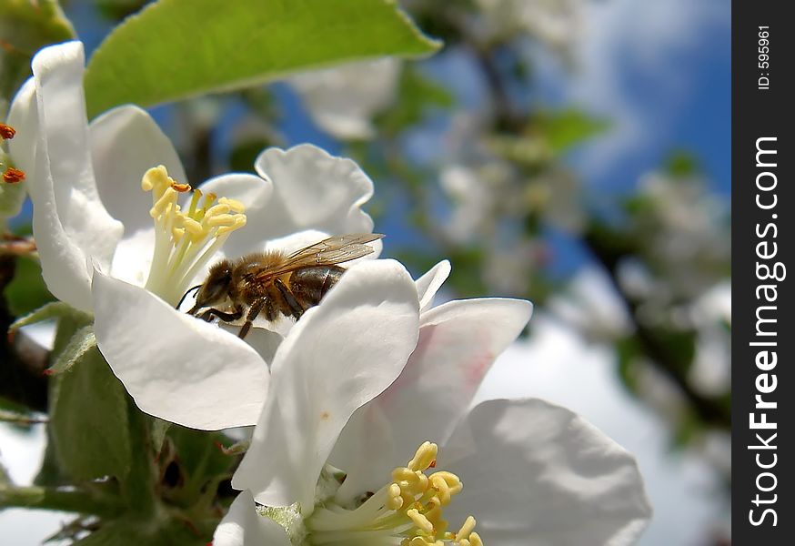 Bee On Flower